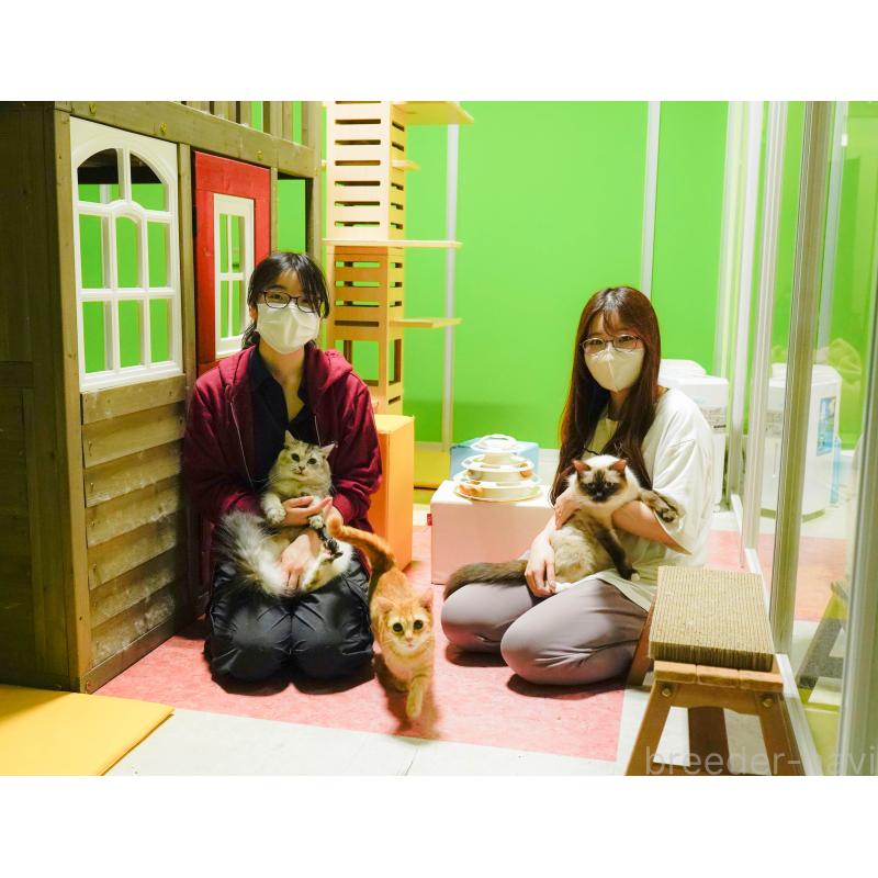 販売中の神奈川県のマンチカン-139865の2枚目