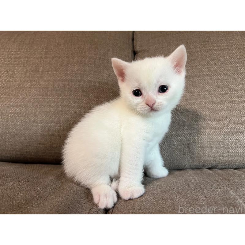 販売中の茨城県のスコティッシュフォールド-140265の6枚目