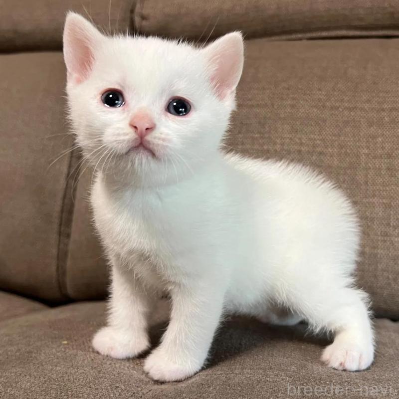 販売中の茨城県のスコティッシュフォールド-140265の4枚目