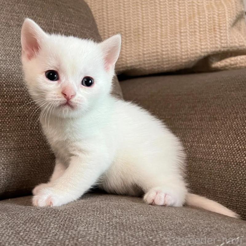 販売中の茨城県のスコティッシュフォールド-140265の3枚目