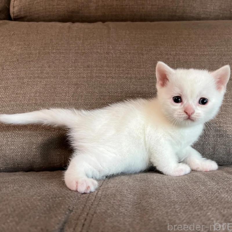 販売中の茨城県のスコティッシュフォールド-140265の2枚目