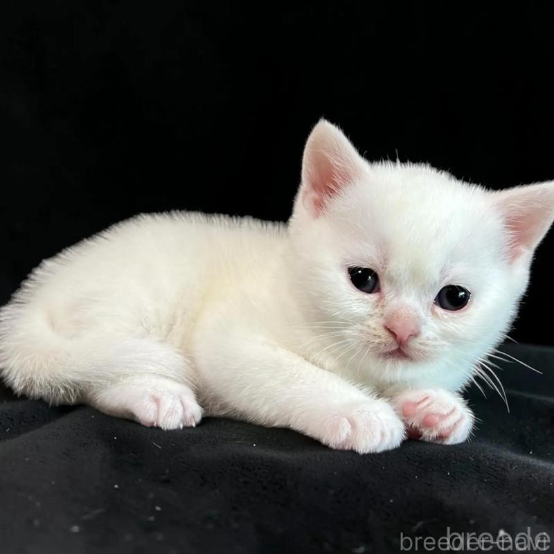 販売中の茨城県のスコティッシュフォールド-140266