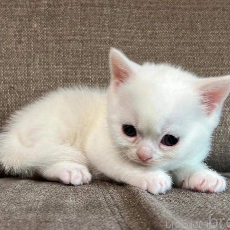 販売中の茨城県のスコティッシュフォールド-140266の5枚目