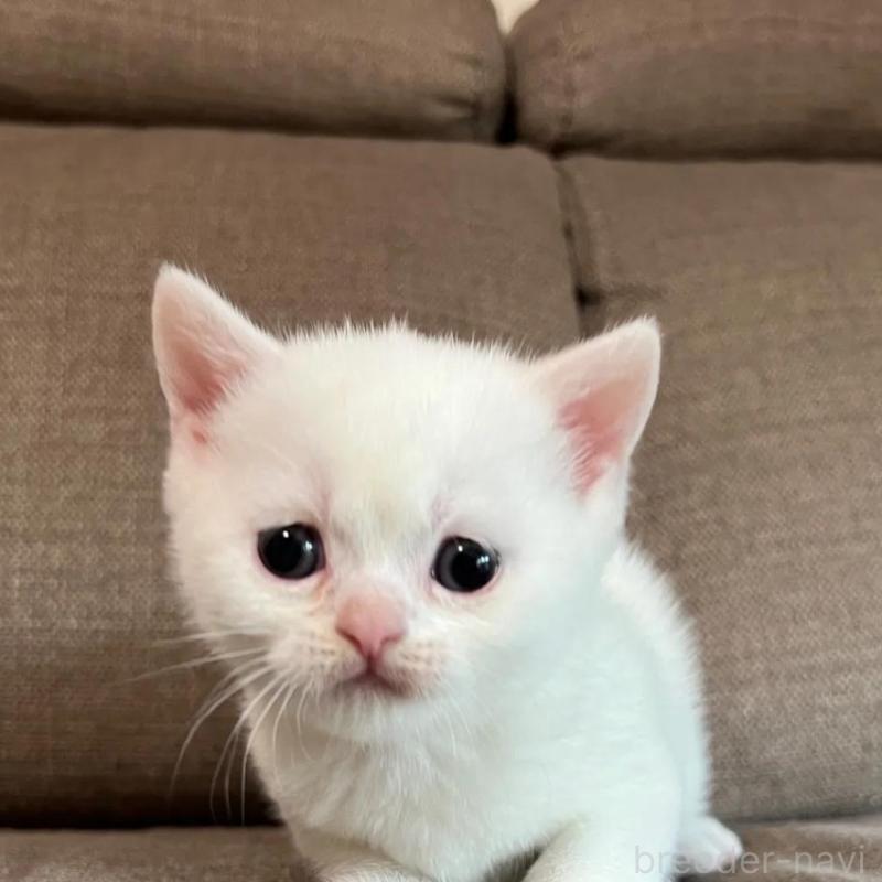 販売中の茨城県のスコティッシュフォールド-140266の4枚目