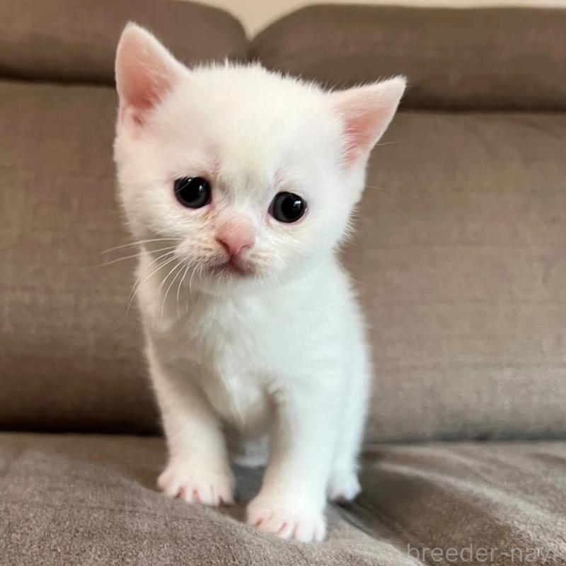 販売中の茨城県のスコティッシュフォールド-140266の2枚目