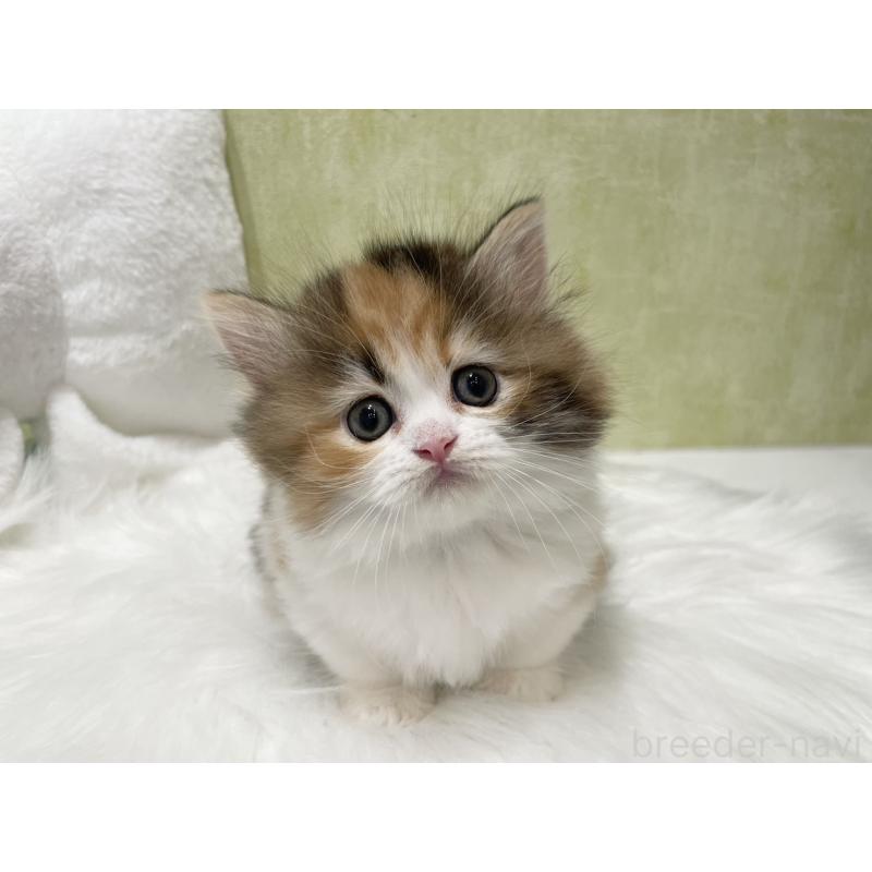 販売中の東京都のマンチカン(短足)-140268