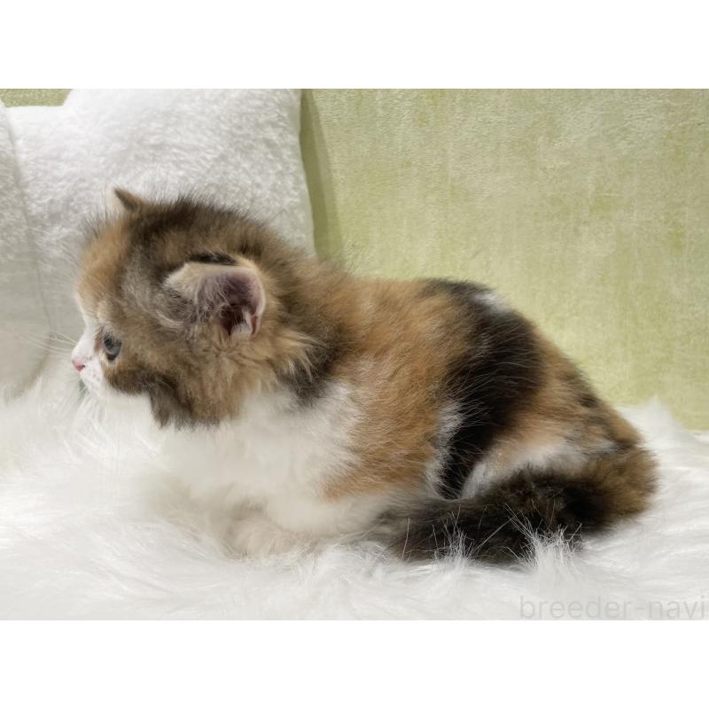 販売中の東京都のマンチカン(短足)-140268の5枚目