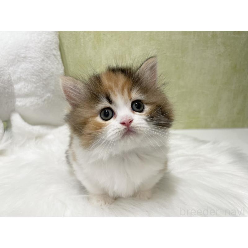 販売中の東京都のマンチカン(短足)-140268の4枚目