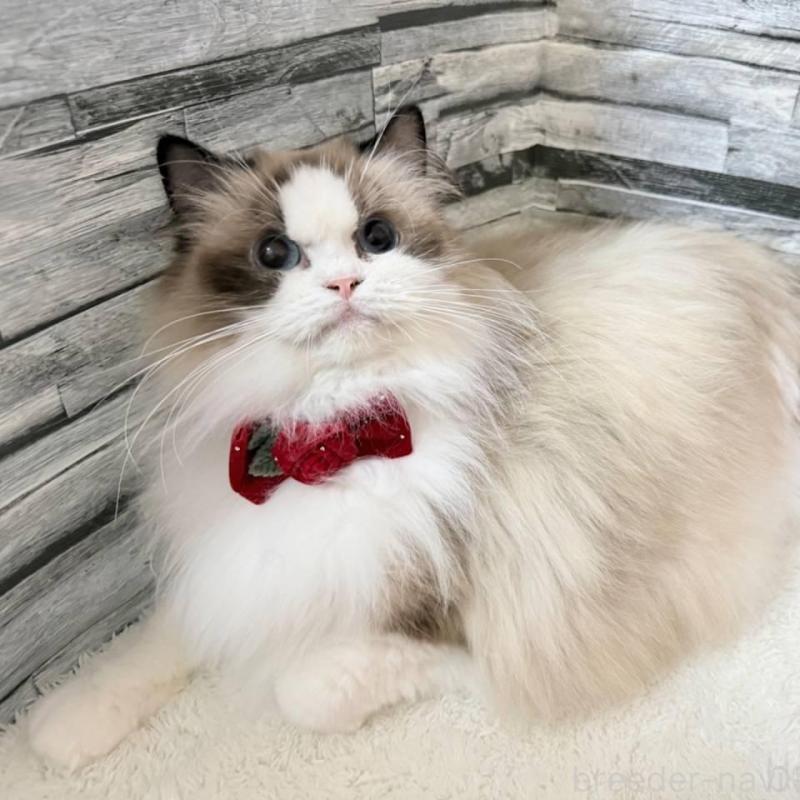 販売中の茨城県のラグドール-140269の7枚目