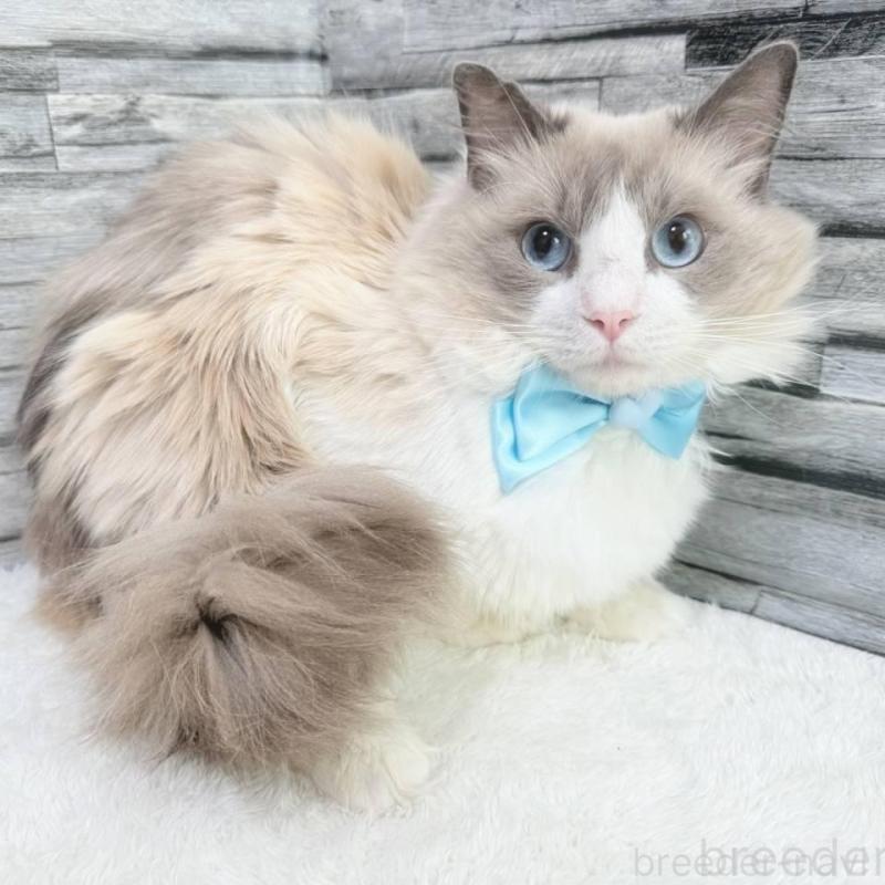 販売中の茨城県のラグドール-140269の6枚目