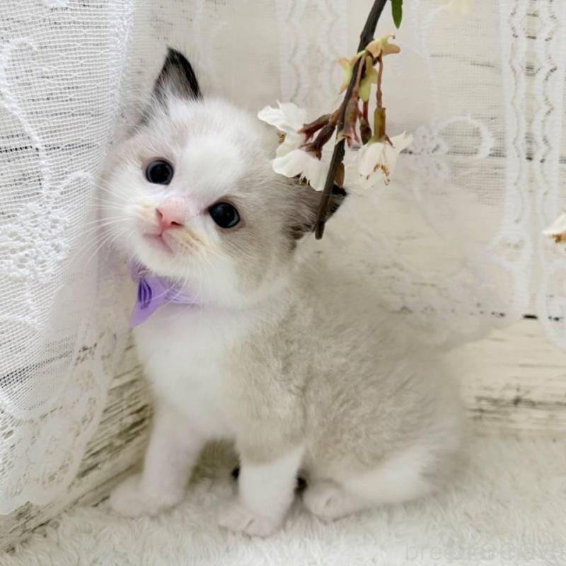 販売中の茨城県のラグドール-140269の5枚目