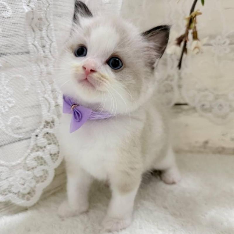 販売中の茨城県のラグドール-140269