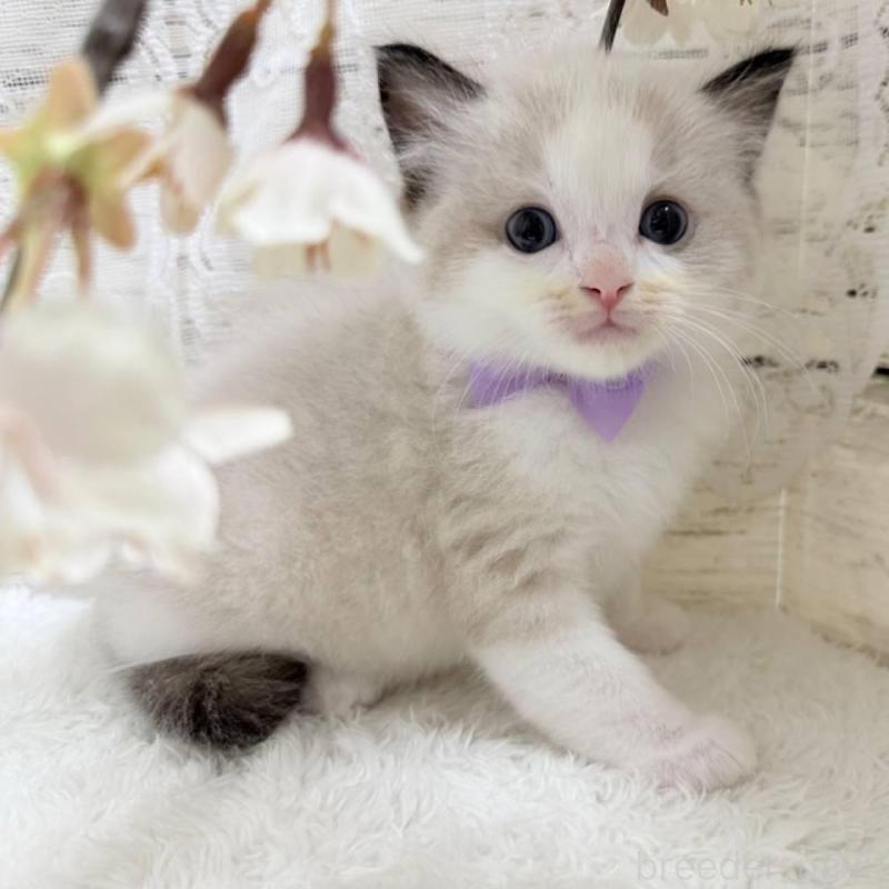 販売中の茨城県のラグドール-140269の4枚目