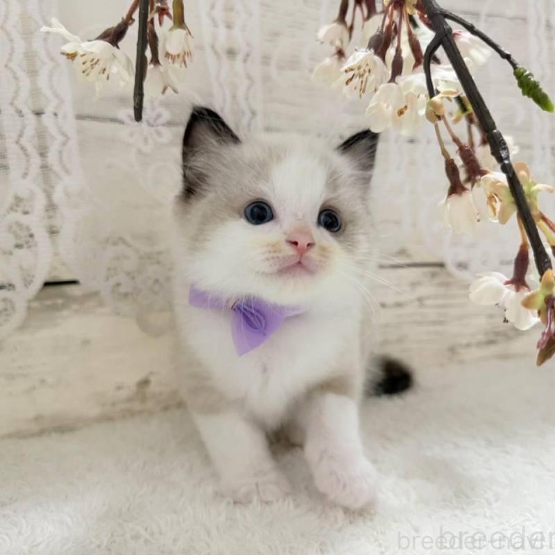 販売中の茨城県のラグドール-140269の3枚目