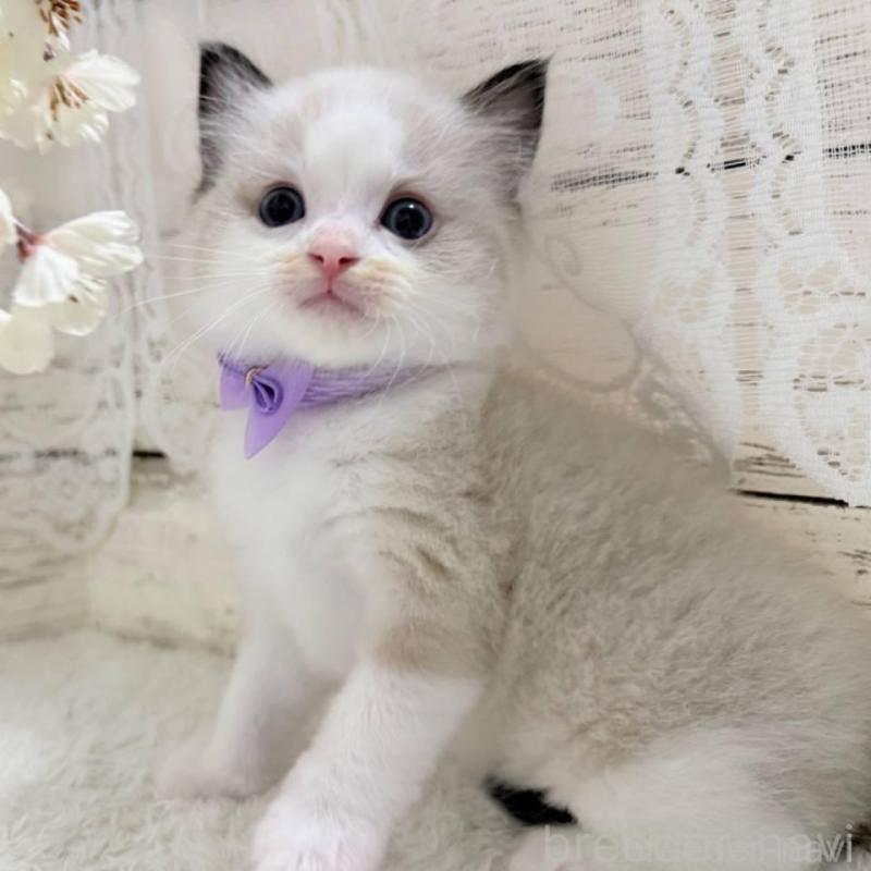 販売中の茨城県のラグドール-140269の2枚目