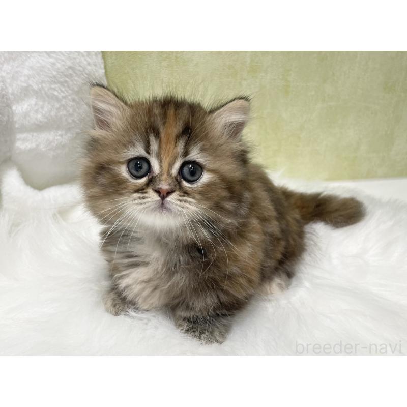 販売中の東京都のマンチカン(短足)-140270