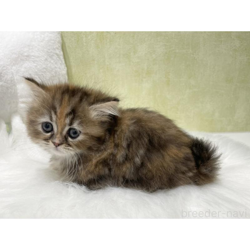 販売中の東京都のマンチカン(短足)-140270の5枚目