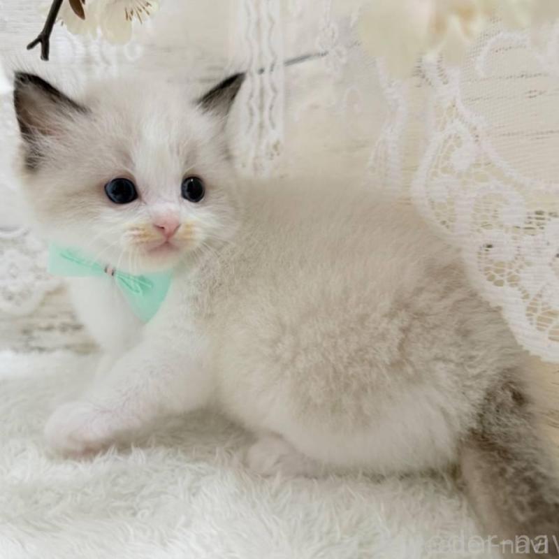 商談中の茨城県のラグドール-140271の7枚目