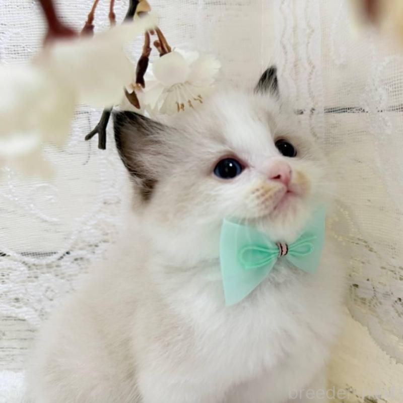 商談中の茨城県のラグドール-140271の6枚目