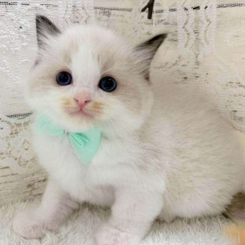 商談中の茨城県のラグドール-140271