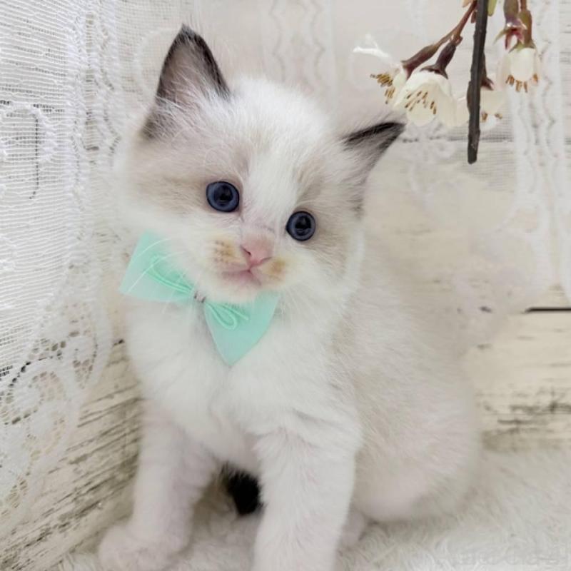 商談中の茨城県のラグドール-140271の5枚目