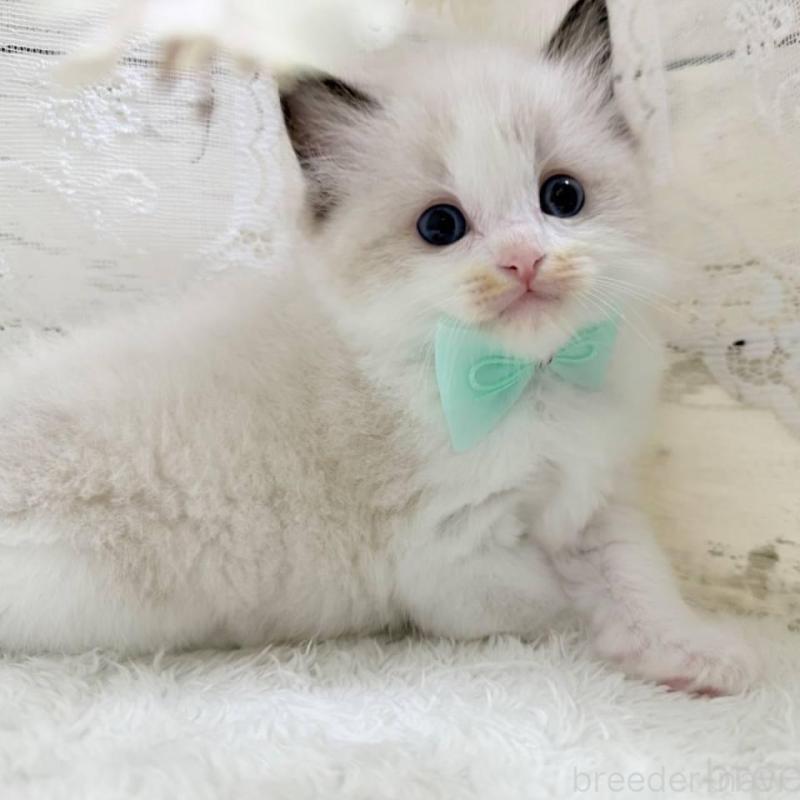 商談中の茨城県のラグドール-140271の4枚目