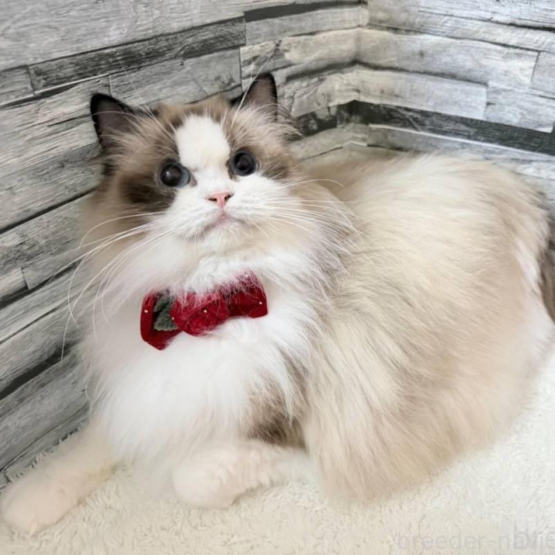 商談中の茨城県のラグドール-140271の3枚目