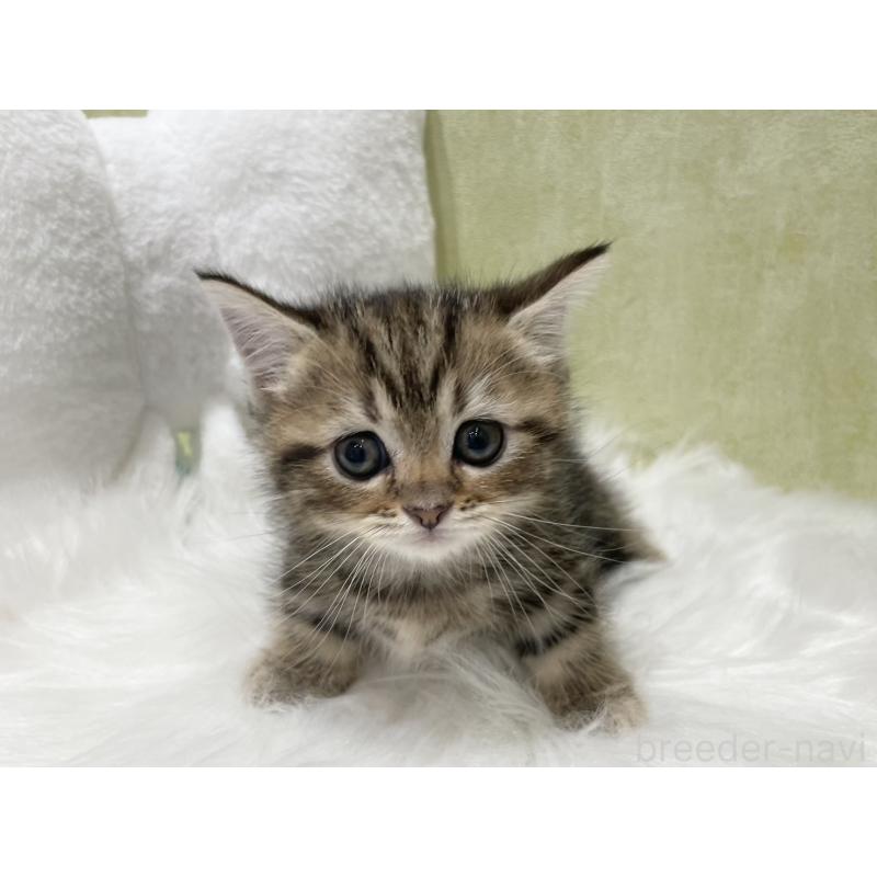 販売中の東京都のマンチカン(短足)-140273