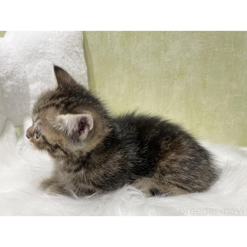 販売中の東京都のマンチカン(短足)-140273の5枚目