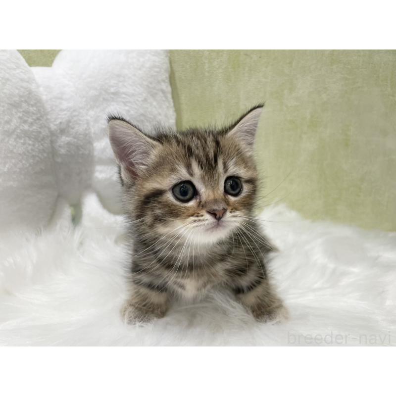 販売中の東京都のマンチカン(短足)-140273の4枚目