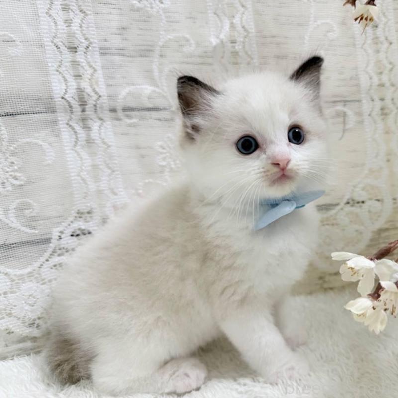 販売中の茨城県のラグドール-140272の7枚目