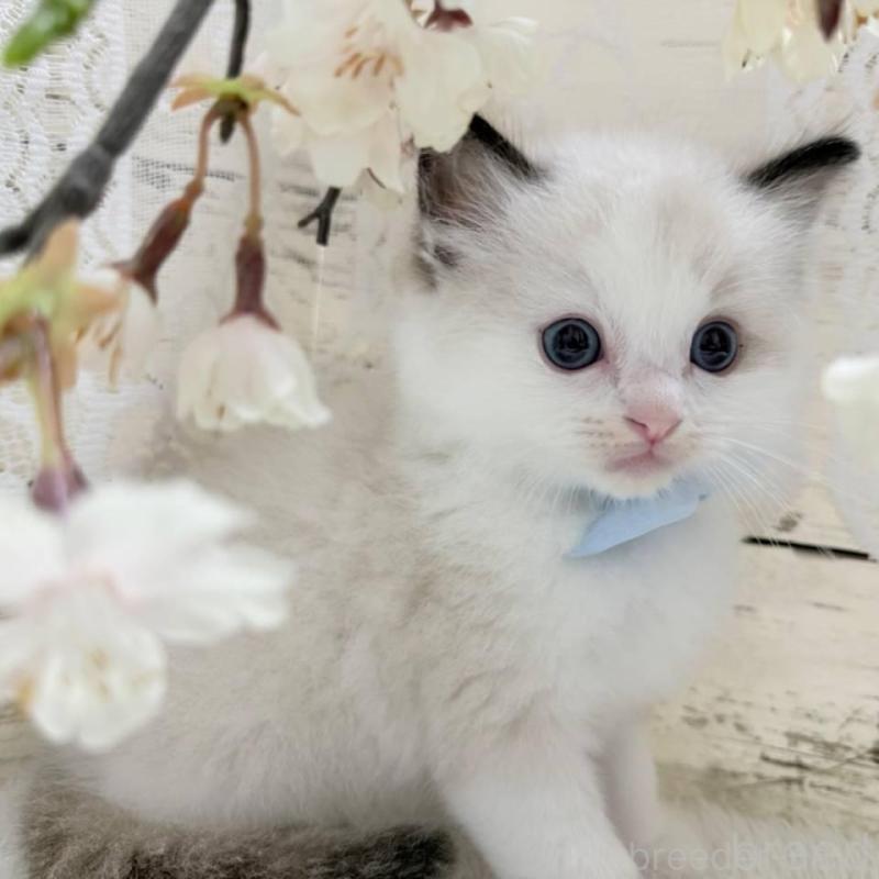 販売中の茨城県のラグドール-140272の6枚目