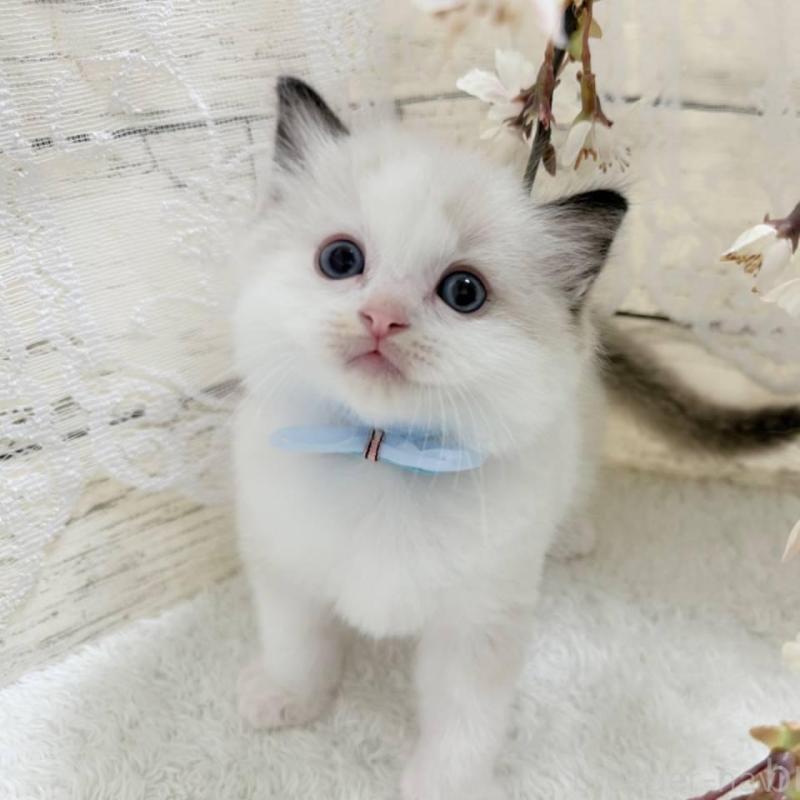 販売中の茨城県のラグドール-140272の1枚目