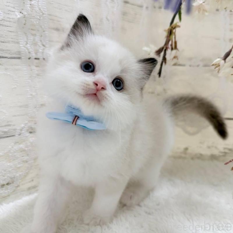 販売中の茨城県のラグドール-140272の5枚目