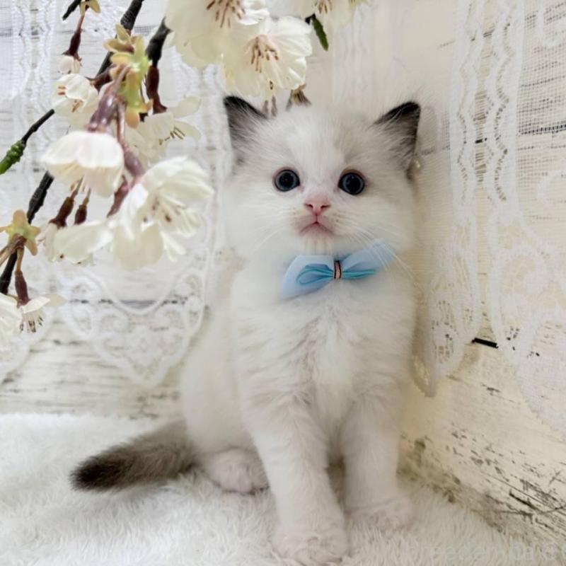 販売中の茨城県のラグドール-140272の4枚目