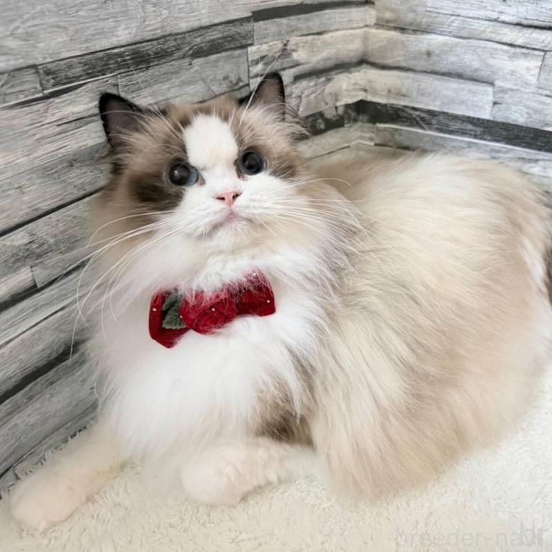 販売中の茨城県のラグドール-140272の2枚目