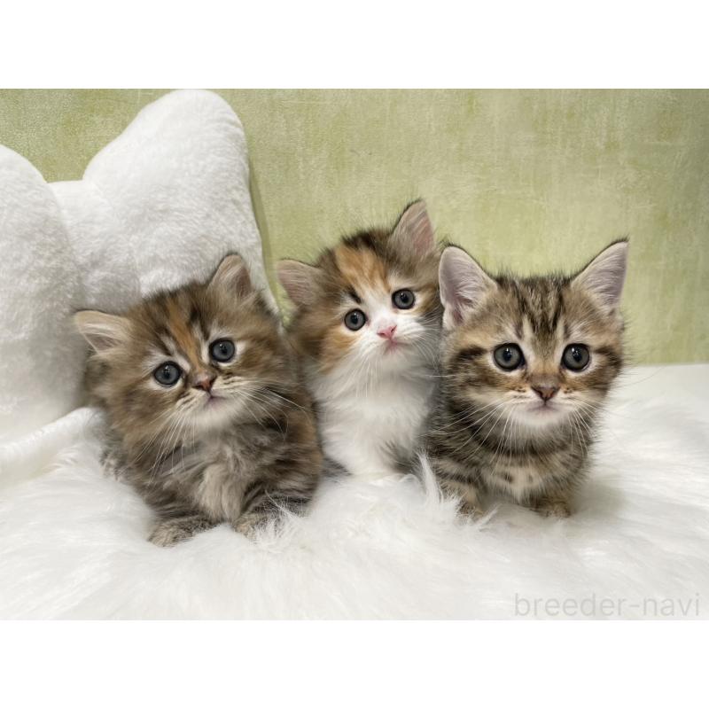 販売中の東京都のマンチカン(短足)-140273の3枚目