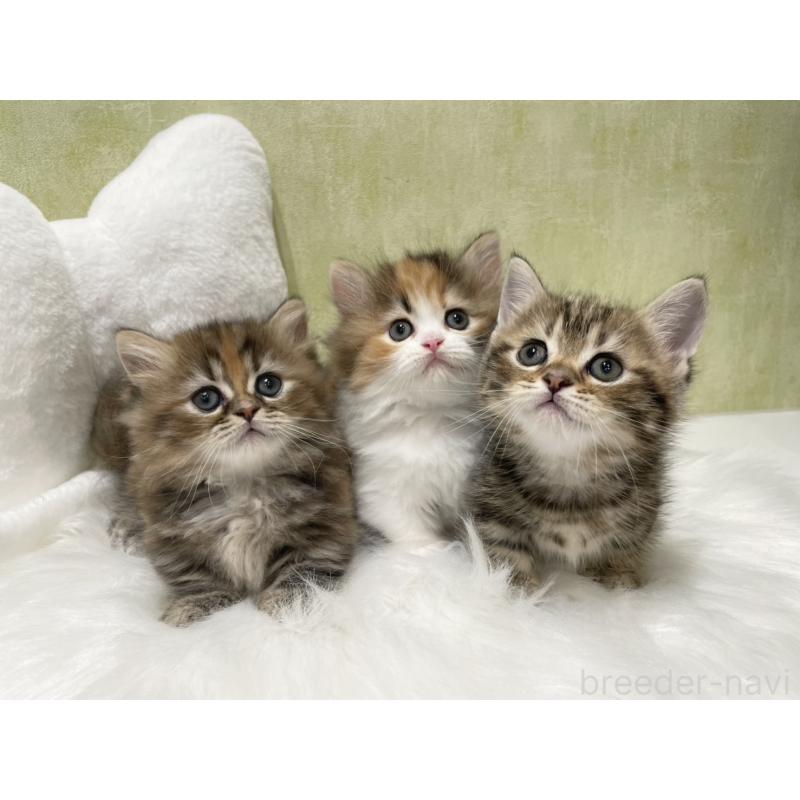 販売中の東京都のマンチカン(短足)-140273の2枚目