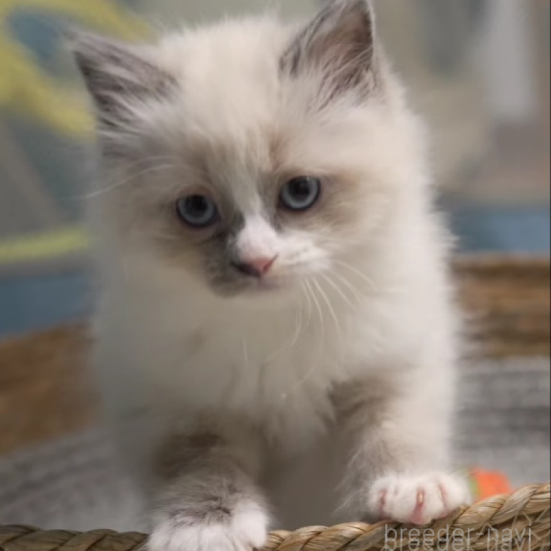 販売中の大阪府のサイベリアン-140274の6枚目