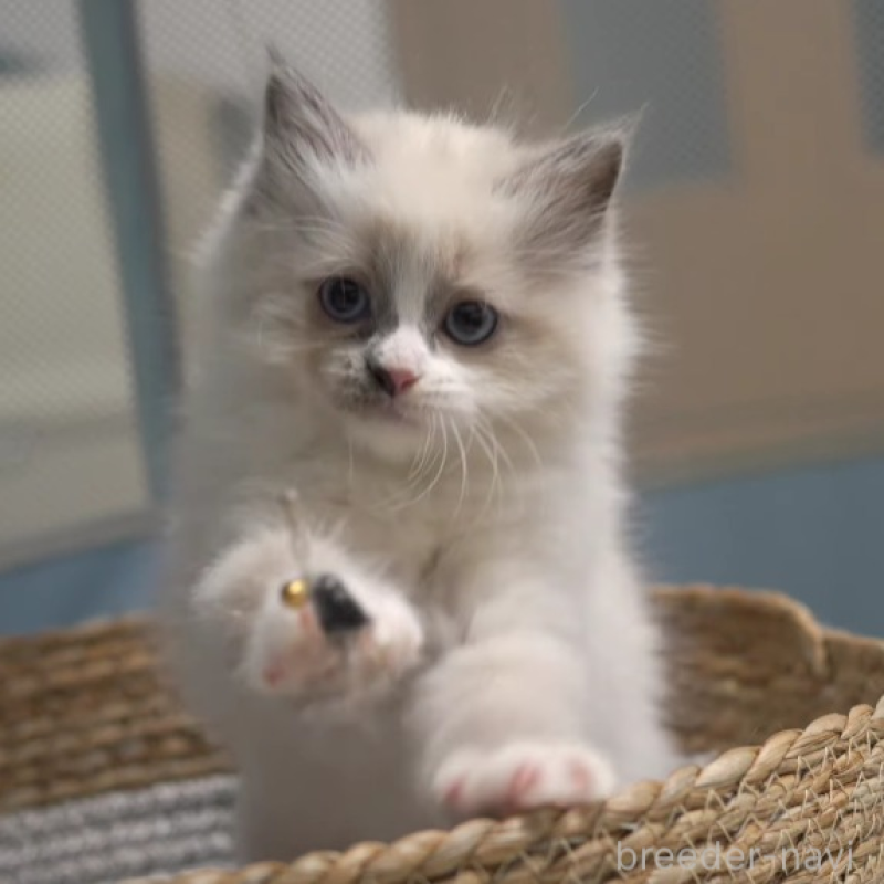 販売中の大阪府のサイベリアン-140274の5枚目