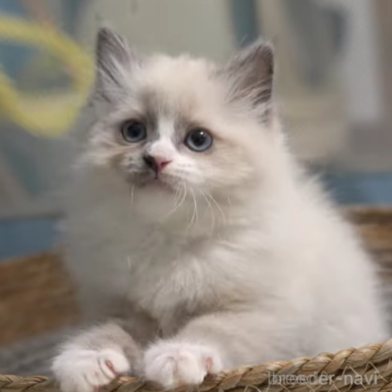 販売中の大阪府のサイベリアン-140274の4枚目