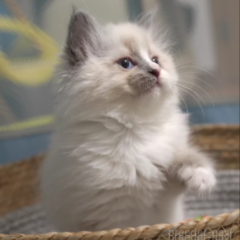 販売中の大阪府のサイベリアン-140274の3枚目