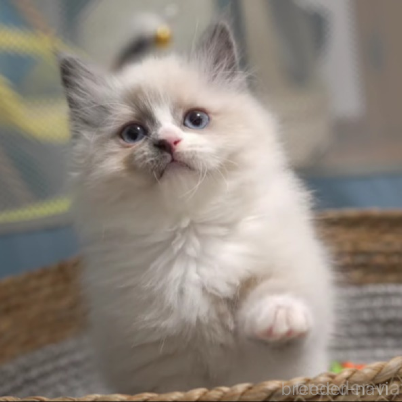 販売中の大阪府のサイベリアン-140274の1枚目