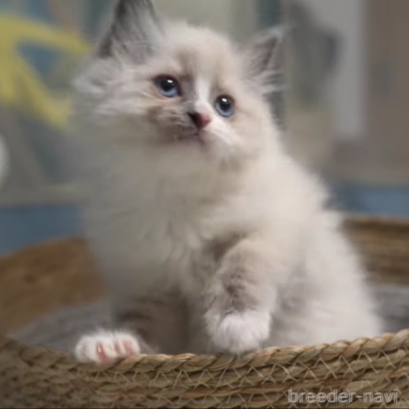 販売中の大阪府のサイベリアン-140274の2枚目