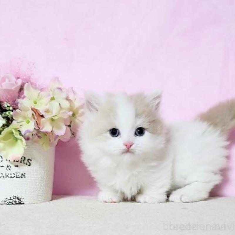 販売中の群馬県のミヌエット(短足)-140275の5枚目