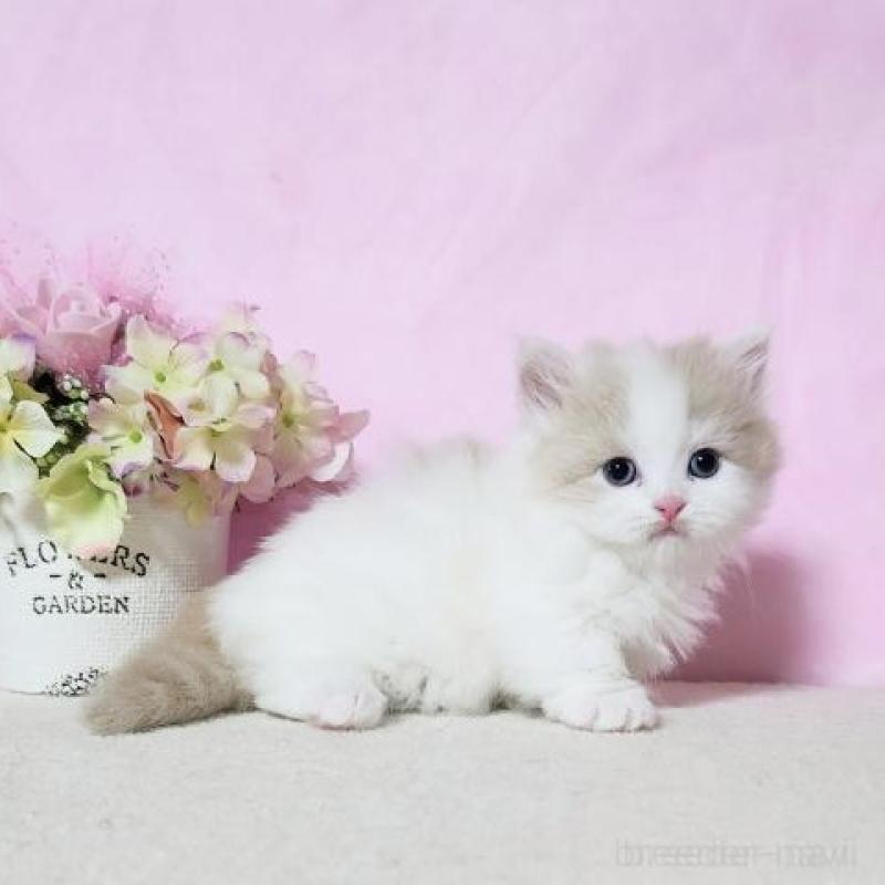 販売中の群馬県のミヌエット(短足)-140275の4枚目