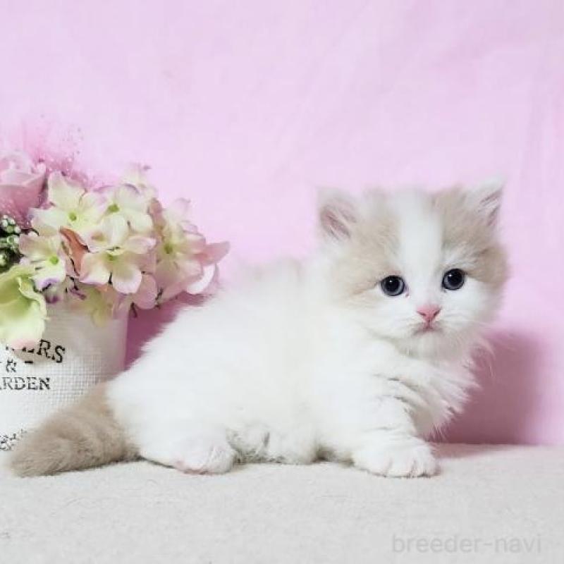 販売中の群馬県のミヌエット(短足)-140275の3枚目