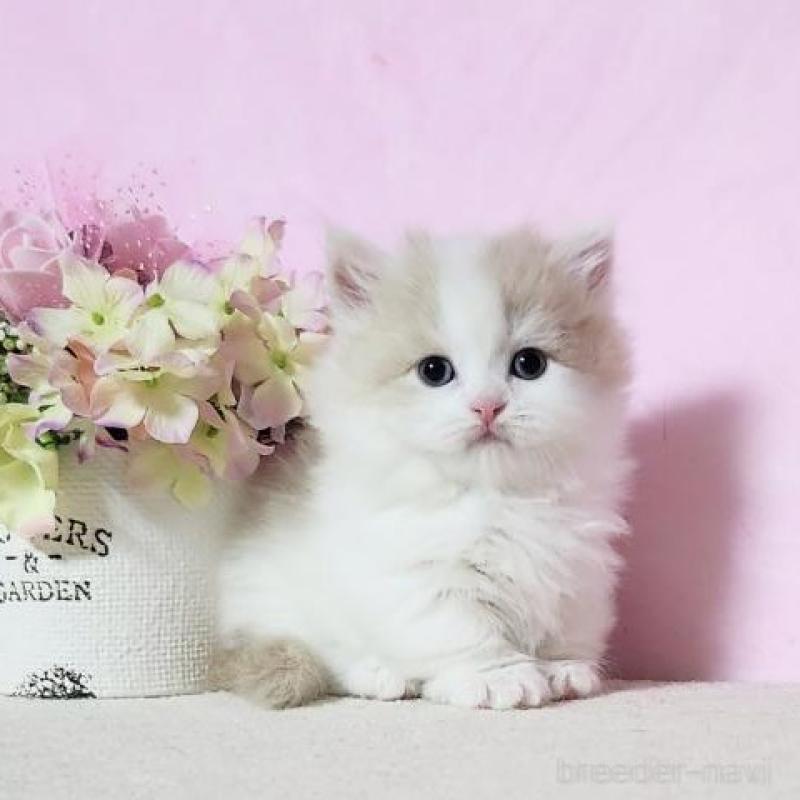 販売中の群馬県のミヌエット(短足)-140275の1枚目