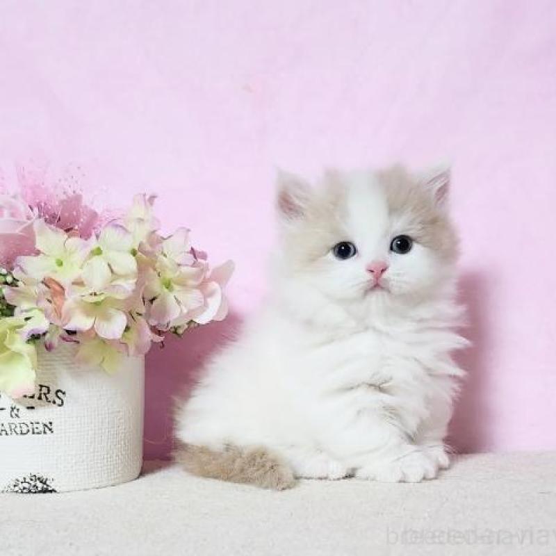 販売中の群馬県のミヌエット(短足)-140275の2枚目