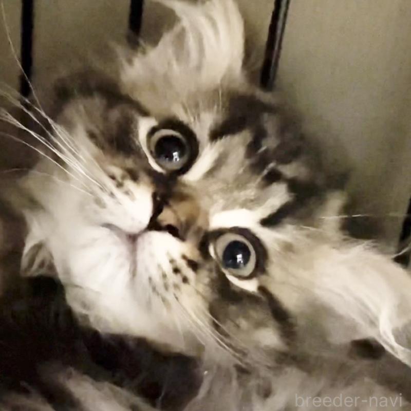 販売中の愛知県のミヌエット-136427